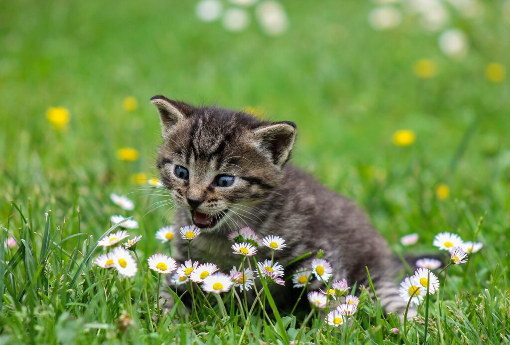 Cove Allergies In Cats