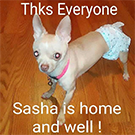 Download Sasha