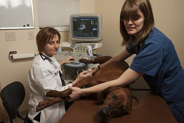 Veterinarians in Suffolk: dog ultrasound