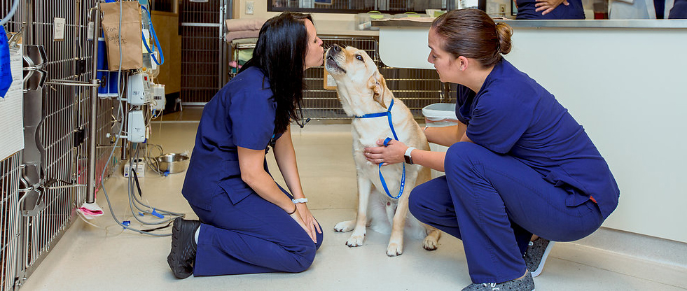 Celebrate National Veterinary Technician Week | The COVE