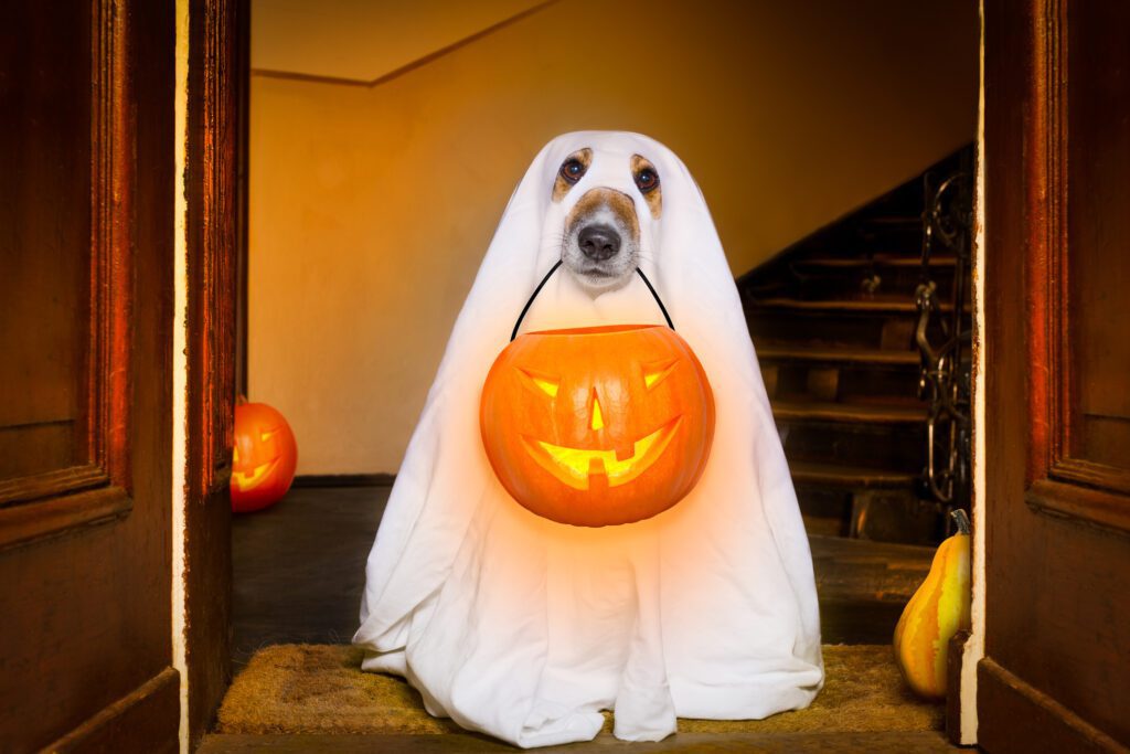 Halloween Pet Safety Tips