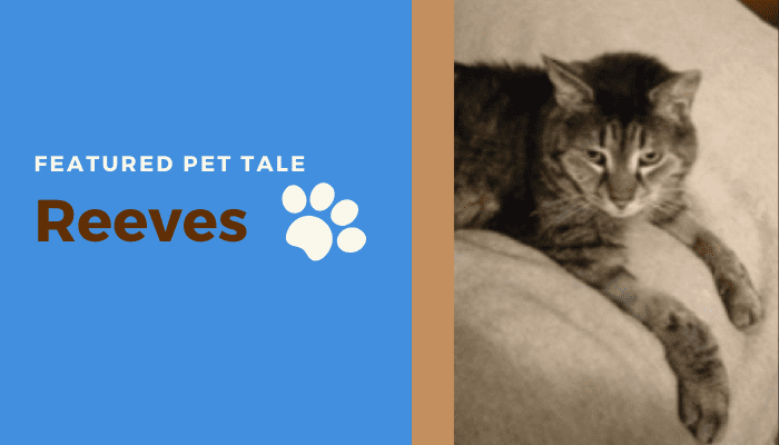 Cove Featured Pet Tales Reeves