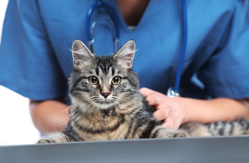 Cat Cancer Awareness
