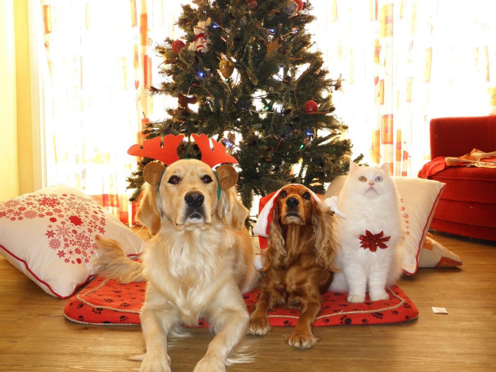 how to safely introduce new pets during the holidays