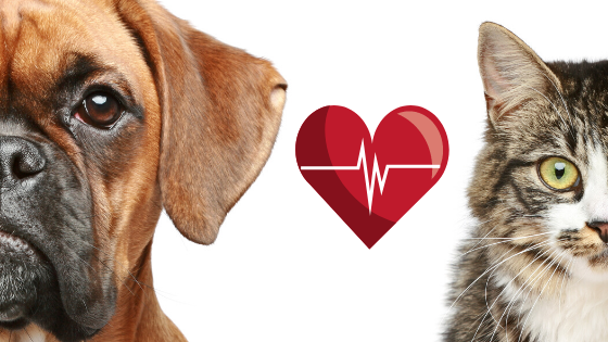 Heart Disease In Cats And Dogs The Cove