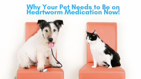 common heartworm medication for dogs