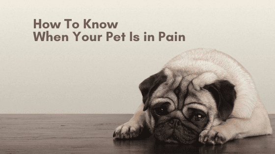How To Know When Your Pet Is In Pain