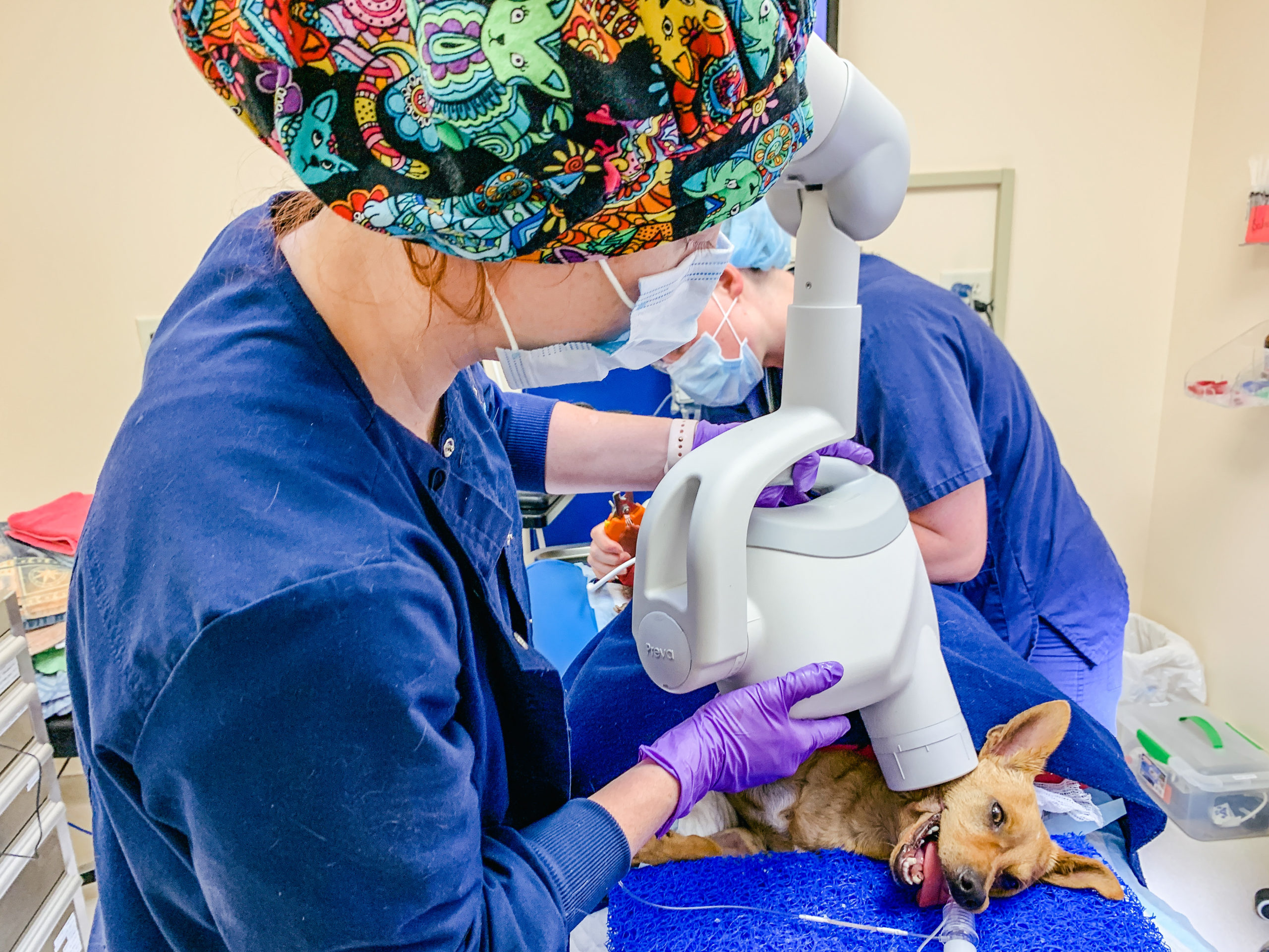 Help Us Celebrate National Veterinary Technician Week | The COVE