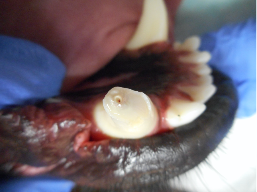 Arno’s tooth during the vital pulp procedure.
