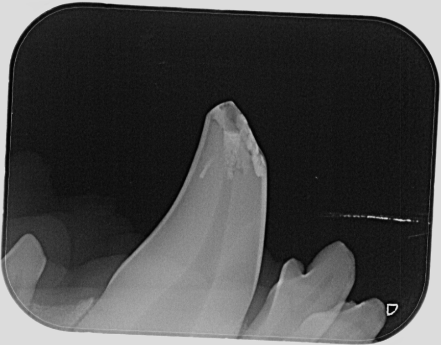 Radiograph (x-ray) of Arno’s fractured tooth.