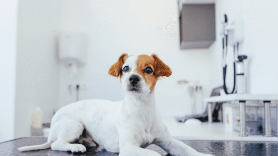 Cove Blog Pet Cancer Awareness Month