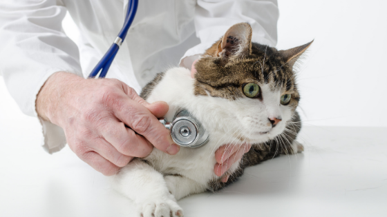 What pet owners need to know about cancer in cats 