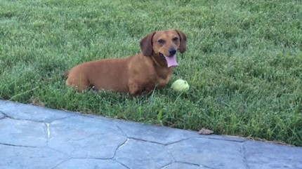 brown Dachshund in grass with tennis ball