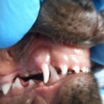 Monti Deciduous Teeth