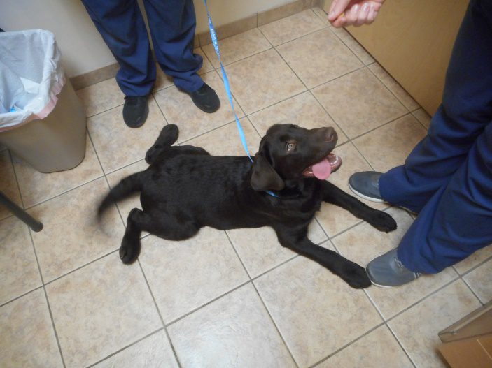 Puppy Monti