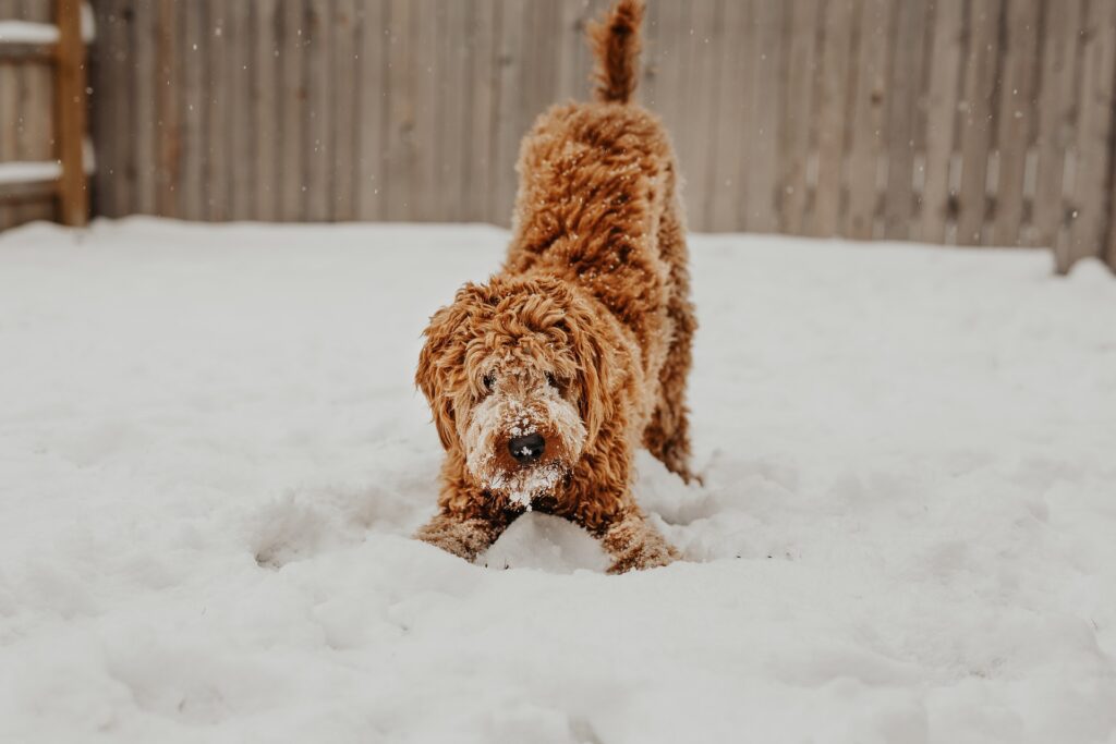 Jan2022 Snowdog