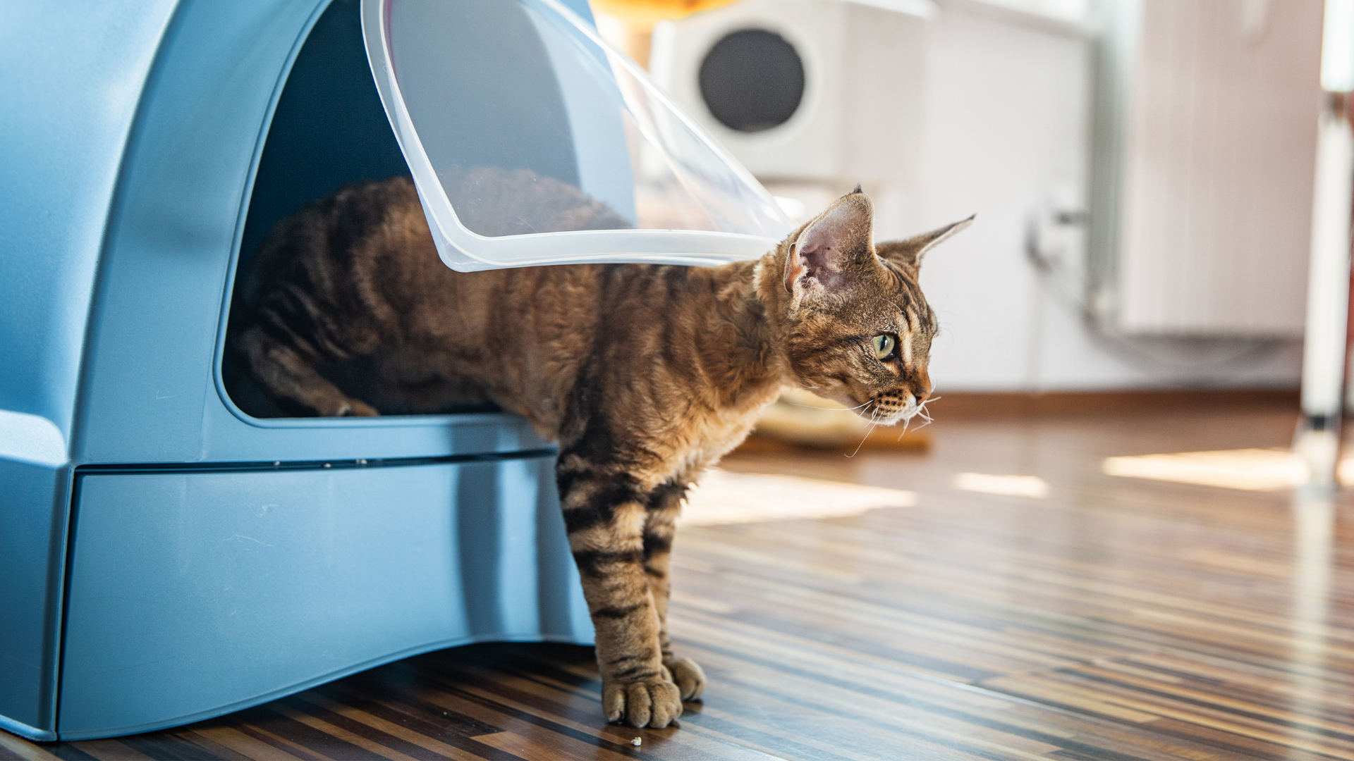 Best cat litter for hotsell urinary problems