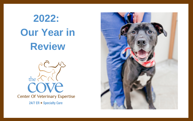 2022 Cove Year In Review Blog Header