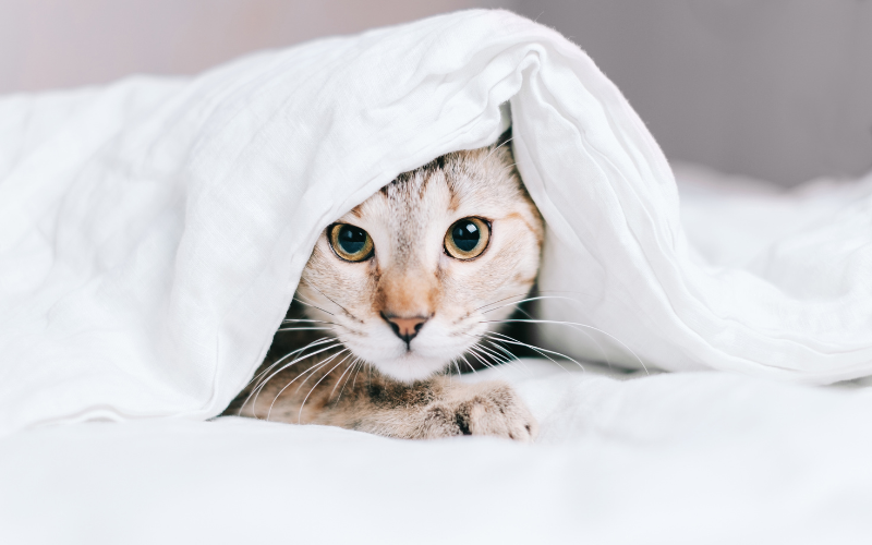 Cat hiding under white blanket