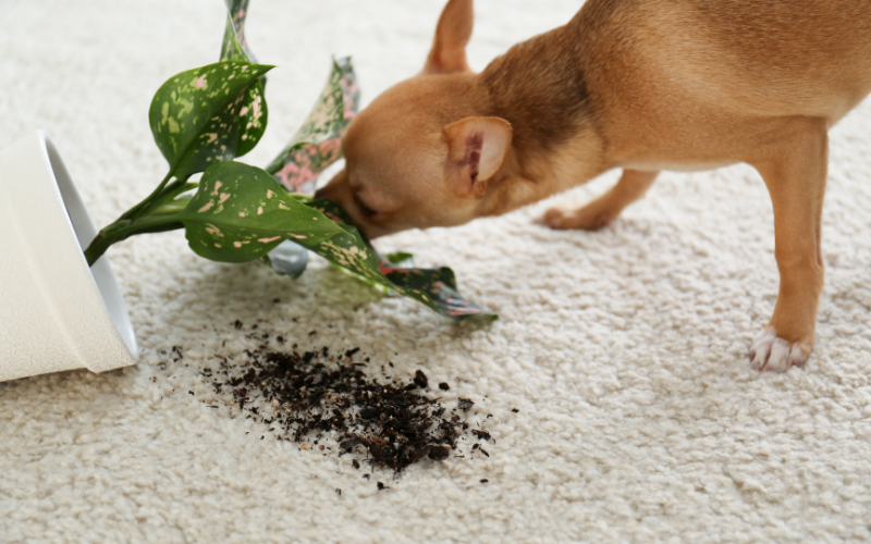 Dog sniffing Chinese evergreen plant