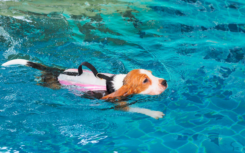 dog swimming with pink life vest