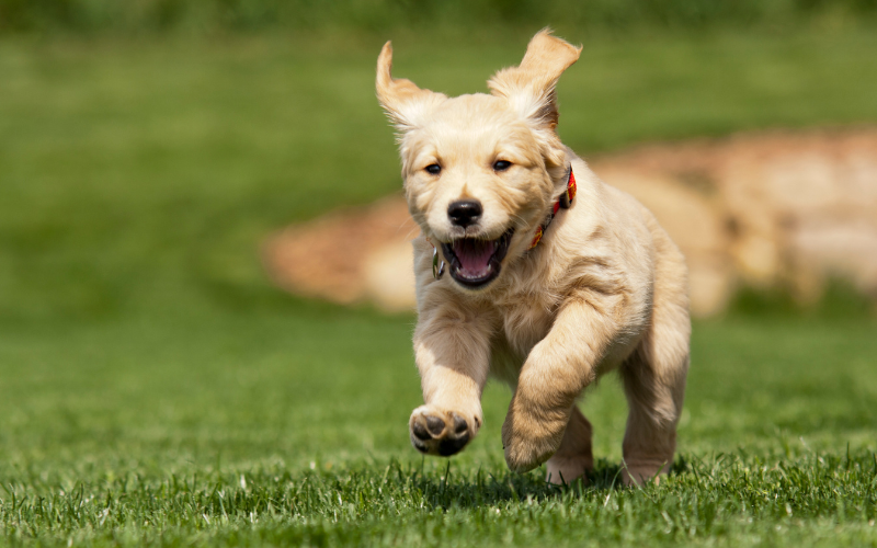 puppy running through field