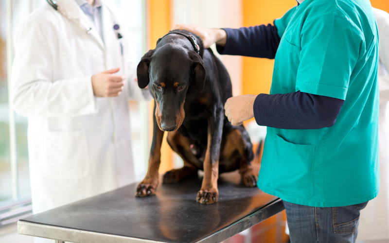 doberman sitting on vet table with two veterinarians
