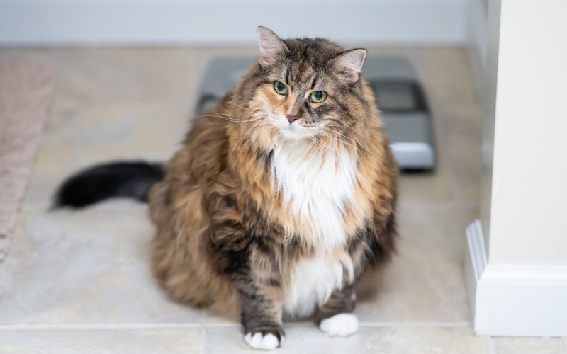 overweight cat sitting in front of a scale