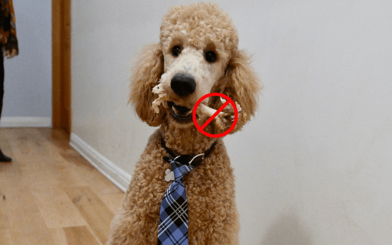 poodle with poultry bone in mouth