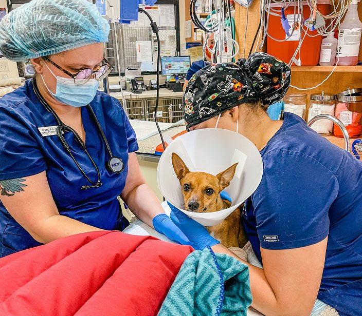 Staff Members Checking Dog With Cone