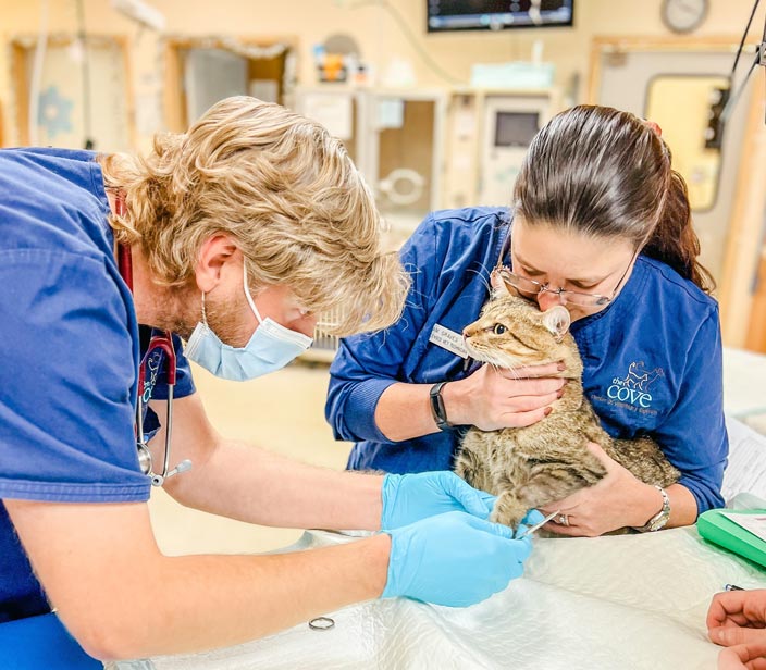 Vet Staff Looking At Cats Paw