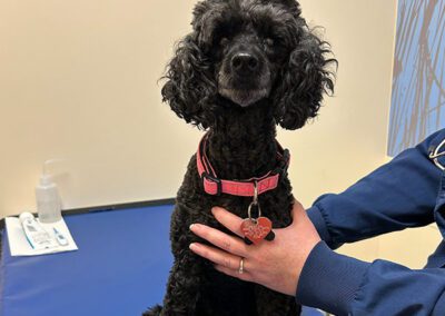 little black dog sitting with vet