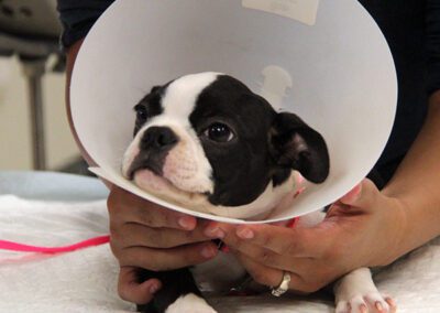 A small black and white puppy wearing a cone collar, gently held by a person