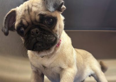 A small pug puppy with a pink collar looking down sweetly.