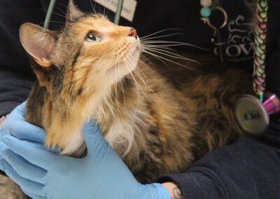 A fluffy cat being gently held by a vet wearing blue gloves