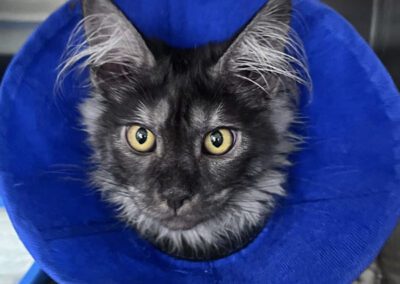 grey-colour-cat