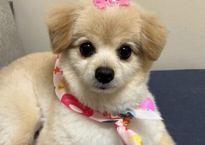 little puppy sitting on table